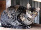 Adopt Carly A Sweetie Pie! a Tortoiseshell Domestic Shorthair (short coat) cat