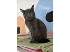 Adopt Carley a Gray or Blue Domestic Shorthair / Mixed (short coat) cat in