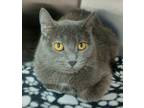 Adopt Carley a Gray or Blue Domestic Shorthair / Mixed (short coat) cat in