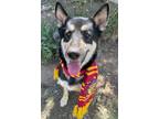 Adopt Everest a Tricolor (Tan/Brown & Black & White) German Shepherd Dog / Mixed