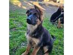 German Shepherd Dog Puppy for sale in San Antonio, TX, USA