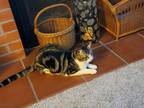 Adopt Hamilton a Brown Tabby Domestic Shorthair (short coat) cat in Castro