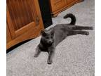 Adopt Scarlett a Gray or Blue Russian Blue (short coat) cat in Castro Valley