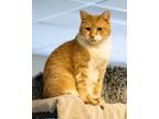 Adopt Sally May a Orange or Red (Mostly) Domestic Shorthair / Mixed (short coat)