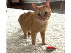 Adopt Chango a Domestic Shorthair / Mixed (long coat) cat in Ferndale