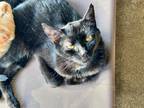 Adopt Gus a All Black Domestic Shorthair / Mixed (long coat) cat in Ferndale