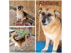 Adopt Abilene a Brown/Chocolate Mixed Breed (Medium) / Mixed dog in Boaz