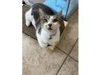 Adopt Monet a White (Mostly) Domestic Shorthair / Mixed (short coat) cat in