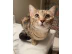 Adopt Daphne a Brown or Chocolate (Mostly) Domestic Shorthair / Mixed (short