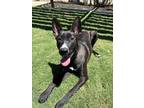 Adopt Noel (148) a Black Border Collie / Mixed dog in Yucaipa, CA (36737460)
