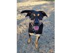 Adopt Dusse a Black Mixed Breed (Large) / Mixed dog in Monroe, WI (37839427)