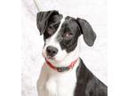 Adopt Uno a Black Pointer / Mixed Breed (Medium) / Mixed (short coat) dog in