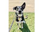 Adopt Buddy a Black Mixed Breed (Large) / Mixed dog in Oklahoma City