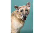 Adopt Reece a Brown/Chocolate German Shepherd Dog / Mixed dog in Santa Paula