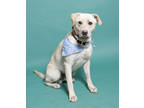 Adopt Rider a Tan/Yellow/Fawn Labrador Retriever / Mixed dog in Santa Paula