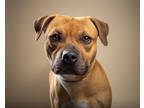 Adopt Maximus a Tan/Yellow/Fawn American Pit Bull Terrier / Mixed Breed (Medium)