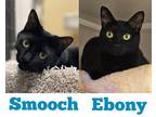 Adopt Smooch a All Black Domestic Shorthair / Domestic Shorthair / Mixed cat in