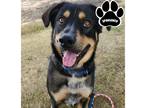 Adopt ROSCO a Black Mixed Breed (Large) / Mixed dog in Tangent, OR (35871359)