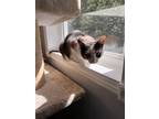 Adopt Gurty a All Black Domestic Shorthair / Domestic Shorthair / Mixed cat in