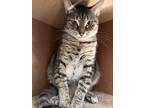 Adopt Puma a Gray or Blue Domestic Shorthair / Domestic Shorthair / Mixed cat in