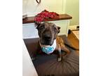 Adopt Winston - In Foster a Brown/Chocolate Mixed Breed (Large) / Mixed dog in
