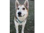 Adopt Ghost a Tan/Yellow/Fawn - with Black Husky / Mixed Breed (Large) / Mixed