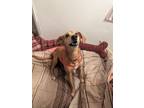 Adopt Haven a Hound (Unknown Type) dog in Roanoke, VA (37810224)