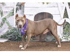 Adopt Lorelei a Gray/Blue/Silver/Salt & Pepper American Pit Bull Terrier / Mixed