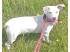 Adopt Lizzy (White) a White Corgi / Mixed Breed (Medium) / Mixed dog in Garnet