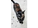 Adopt Kit Kat a All Black Domestic Shorthair / Domestic Shorthair / Mixed cat in