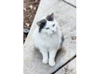 Adopt Shelby a White Domestic Longhair / Domestic Shorthair / Mixed cat in El
