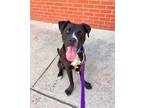 Adopt Trix a Black American Pit Bull Terrier / Mixed dog in Brooklyn