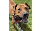 Adopt Turner a Hound (Unknown Type) / Mixed dog in New Orleans, LA (37965375)