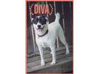 Adopt Diva a Black Mixed Breed (Large) / Mixed dog in Marathon, FL (37798114)