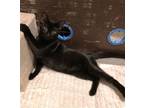 Adopt Hercules a All Black Domestic Shorthair / Mixed (short coat) cat in