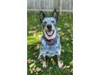 Adopt Yahoo a White Australian Cattle Dog / Mixed dog in West Allis