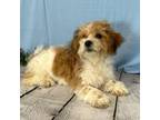 Zuchon Puppy for sale in Sullivan, IL, USA