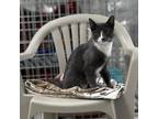 Adopt Mahi Mahi a Gray or Blue Domestic Shorthair / Mixed cat in East
