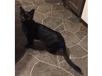 Adopt Linda a All Black Domestic Shorthair / Mixed (short coat) cat in Olive