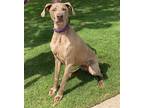 Adopt Sophie a Gray/Blue/Silver/Salt & Pepper Weimaraner / Mixed dog in Denton