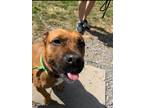 Adopt Bo a Brown/Chocolate Mixed Breed (Medium) dog in Johnstown, PA (38033093)