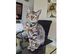 Adopt Mr Snuggs a Domestic Shorthair / Mixed (short coat) cat in Orlando