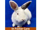 Adopt Mac a White Other/Unknown / Mixed (short coat) rabbit in Burlingame
