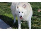Adopt Mara a White Siberian Husky / Mixed dog in Walnut Creek, CA (30880153)