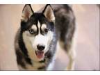 Adopt Wade a Black - with White Siberian Husky / Mixed dog in Walnut Creek