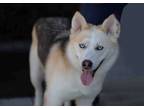Adopt Taika a Siberian Husky / Mixed dog in Walnut Creek, CA (35829865)