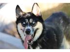Adopt Shannon a Tricolor (Tan/Brown & Black & White) Siberian Husky / Mixed dog