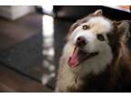 Adopt Lego a Red/Golden/Orange/Chestnut - with White Siberian Husky / Mixed dog