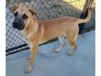 Adopt Klaus a Tan/Yellow/Fawn - with Black Black Mouth Cur / Mixed dog in