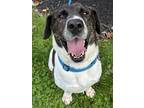 Adopt Huck Bailey a Brindle - with White Labrador Retriever / Mixed dog in